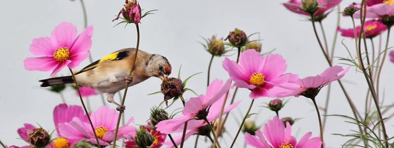 Meer vogels in de tuin? Twee keer negen tips Roelofs Tuinen &amp; Planten